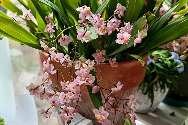 文心兰不开花怎么办，文心兰长花苞不开花是什么原因?-第7张图片-优品飞百科