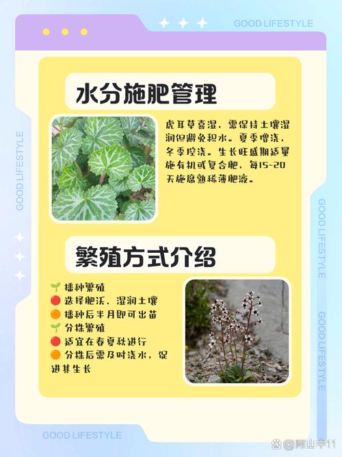 虎耳草怎么养，虎耳草怎么养爆盆？
