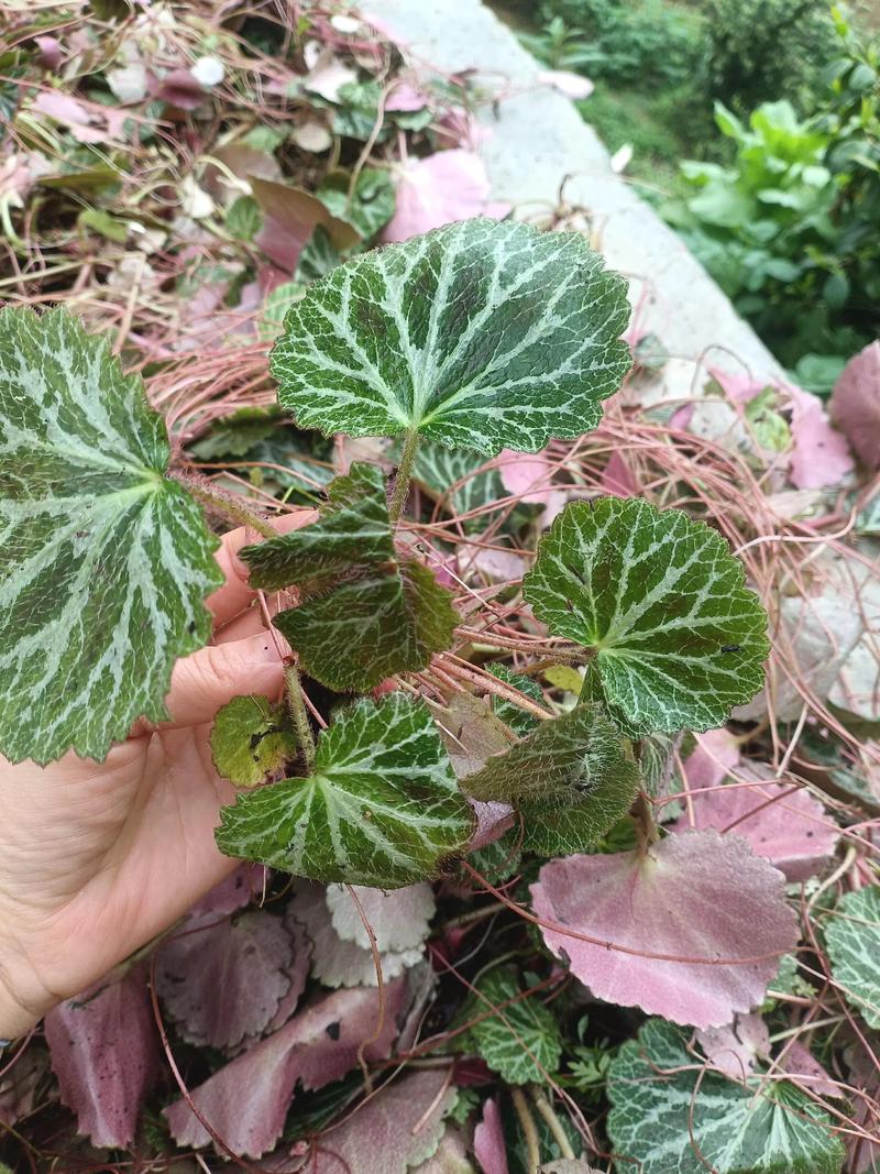 虎耳草怎么养，虎耳草怎么养爆盆？-第2张图片-优品飞百科