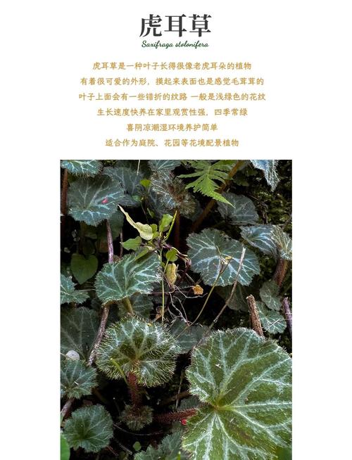 虎耳草怎么养，虎耳草怎么养爆盆？-第3张图片-优品飞百科