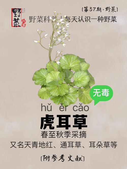 虎耳草怎么养，虎耳草怎么养爆盆？-第4张图片-优品飞百科
