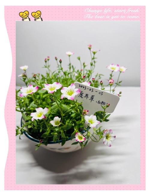 虎耳草怎么养，虎耳草怎么养爆盆？-第5张图片-优品飞百科