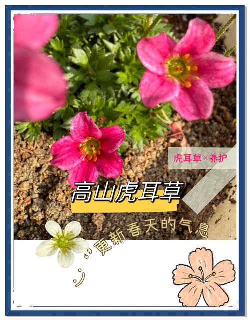 虎耳草怎么养，虎耳草怎么养爆盆？-第6张图片-优品飞百科