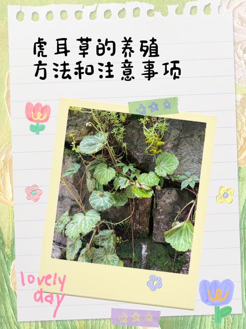 虎耳草怎么养，虎耳草怎么养爆盆？-第7张图片-优品飞百科