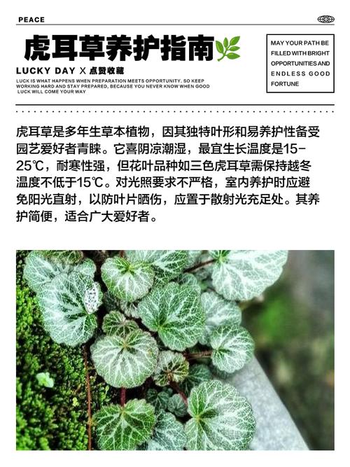 虎耳草怎么养，虎耳草怎么养爆盆？-第8张图片-优品飞百科