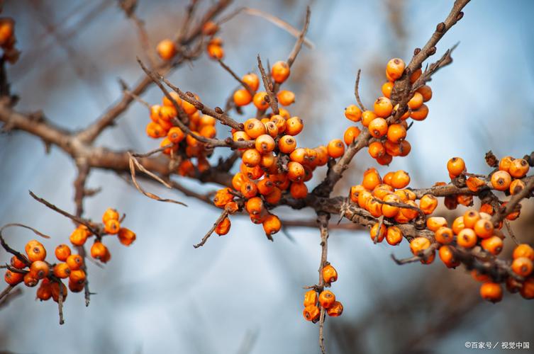 沙棘的修剪技术，沙棘修剪技术图解大全？-第2张图片-优品飞百科