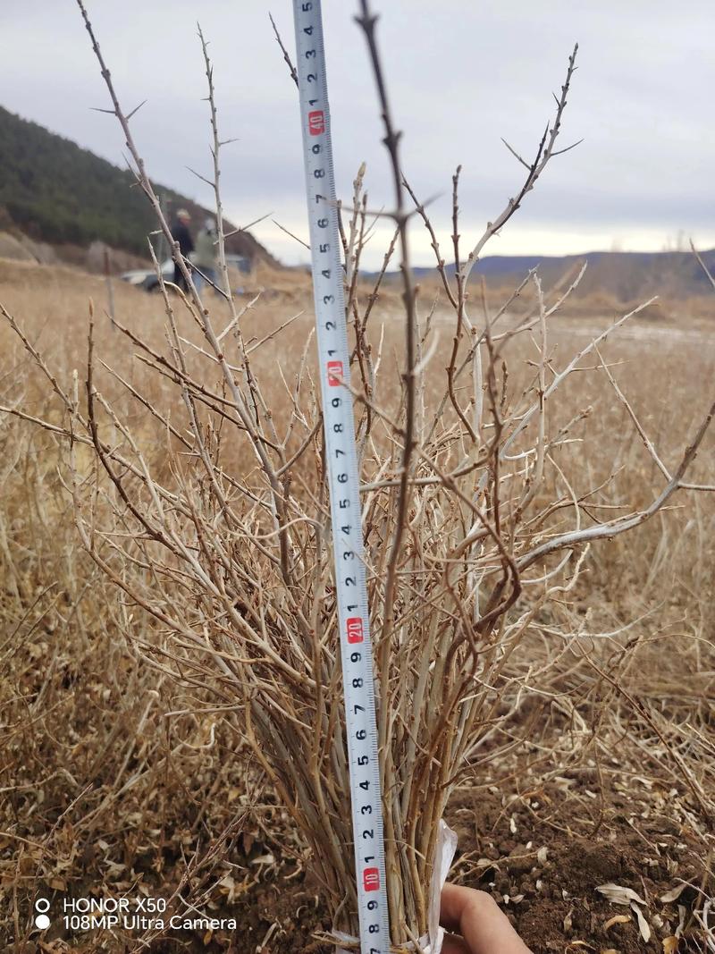 沙棘的修剪技术，沙棘修剪技术图解大全？