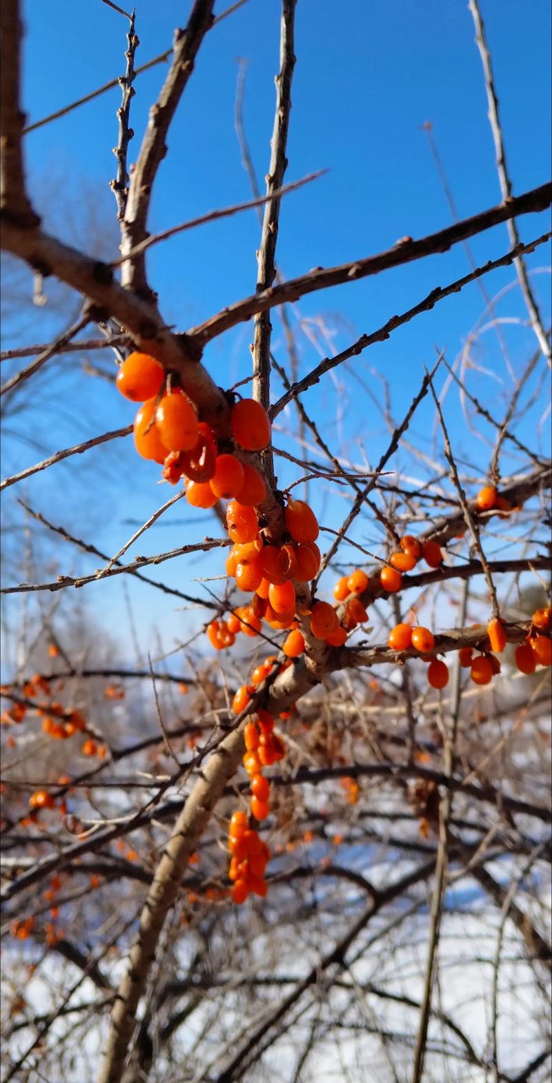 沙棘的修剪技术，沙棘修剪技术图解大全？-第3张图片-优品飞百科