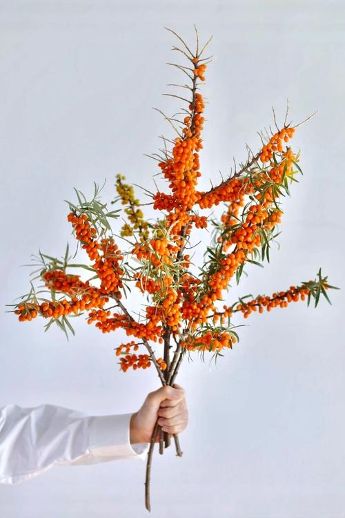 沙棘的修剪技术，沙棘修剪技术图解大全？-第4张图片-优品飞百科