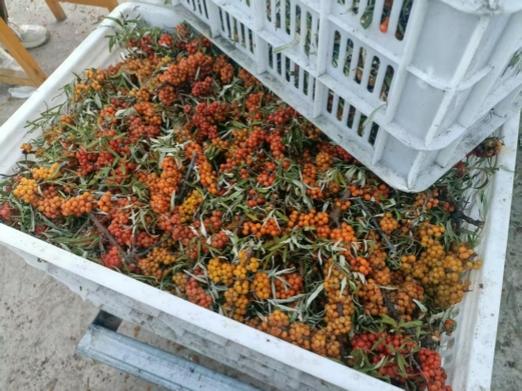 沙棘的修剪技术，沙棘修剪技术图解大全？-第5张图片-优品飞百科