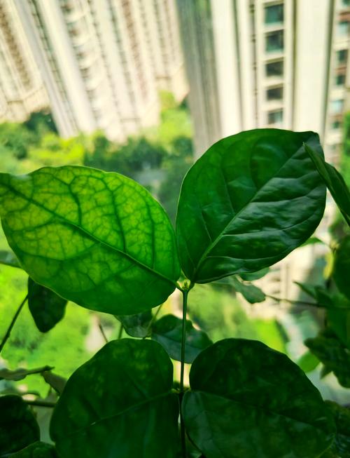 茉莉枝条疯长原因是什么，如何解决，茉莉总是长很长的枝条怎么办？-第2张图片-优品飞百科