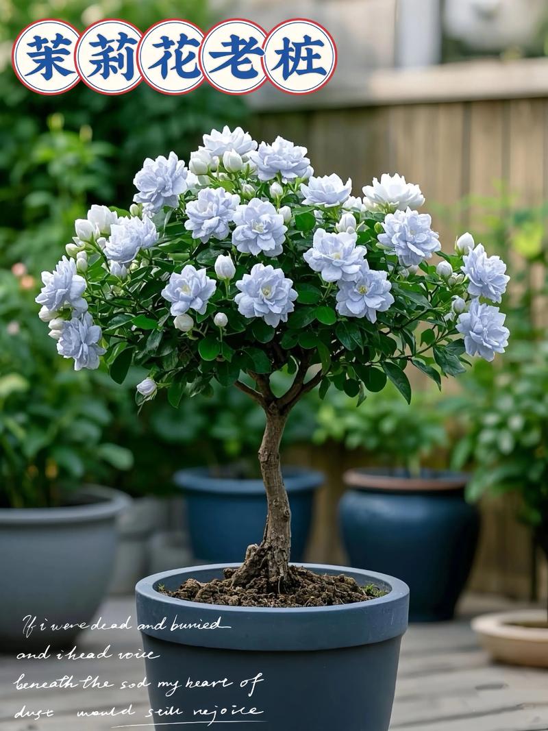 茉莉枝条疯长原因是什么，如何解决，茉莉总是长很长的枝条怎么办？-第3张图片-优品飞百科