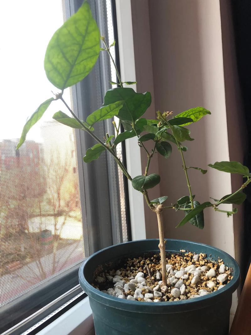 茉莉枝条疯长原因是什么，如何解决，茉莉总是长很长的枝条怎么办？-第4张图片-优品飞百科