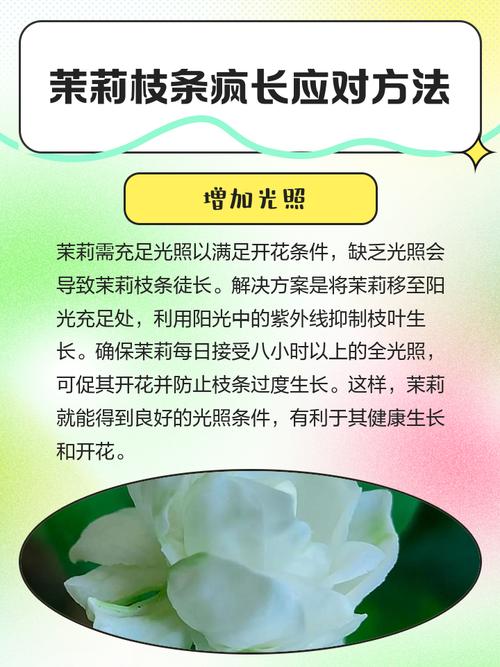 茉莉枝条疯长原因是什么，如何解决，茉莉总是长很长的枝条怎么办？-第5张图片-优品飞百科
