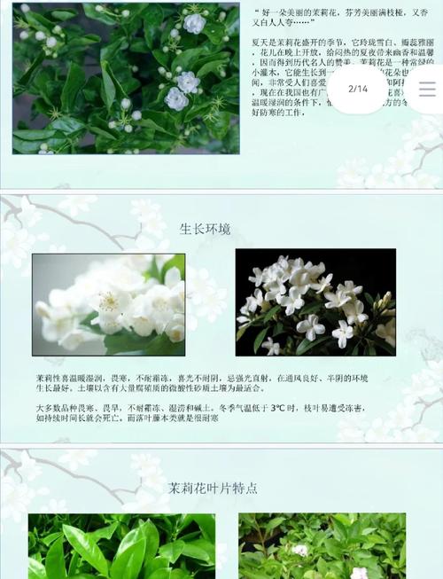 茉莉枝条疯长原因是什么，如何解决，茉莉总是长很长的枝条怎么办？-第6张图片-优品飞百科