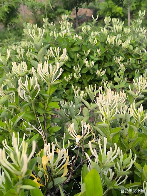 金银花在什么季节开放，金银花什么时候开放什么时候凋谢