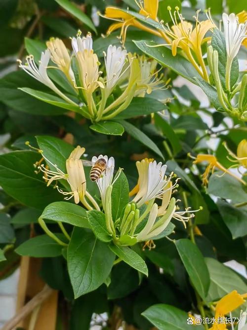 金银花在什么季节开放，金银花什么时候开放什么时候凋谢-第2张图片-优品飞百科
