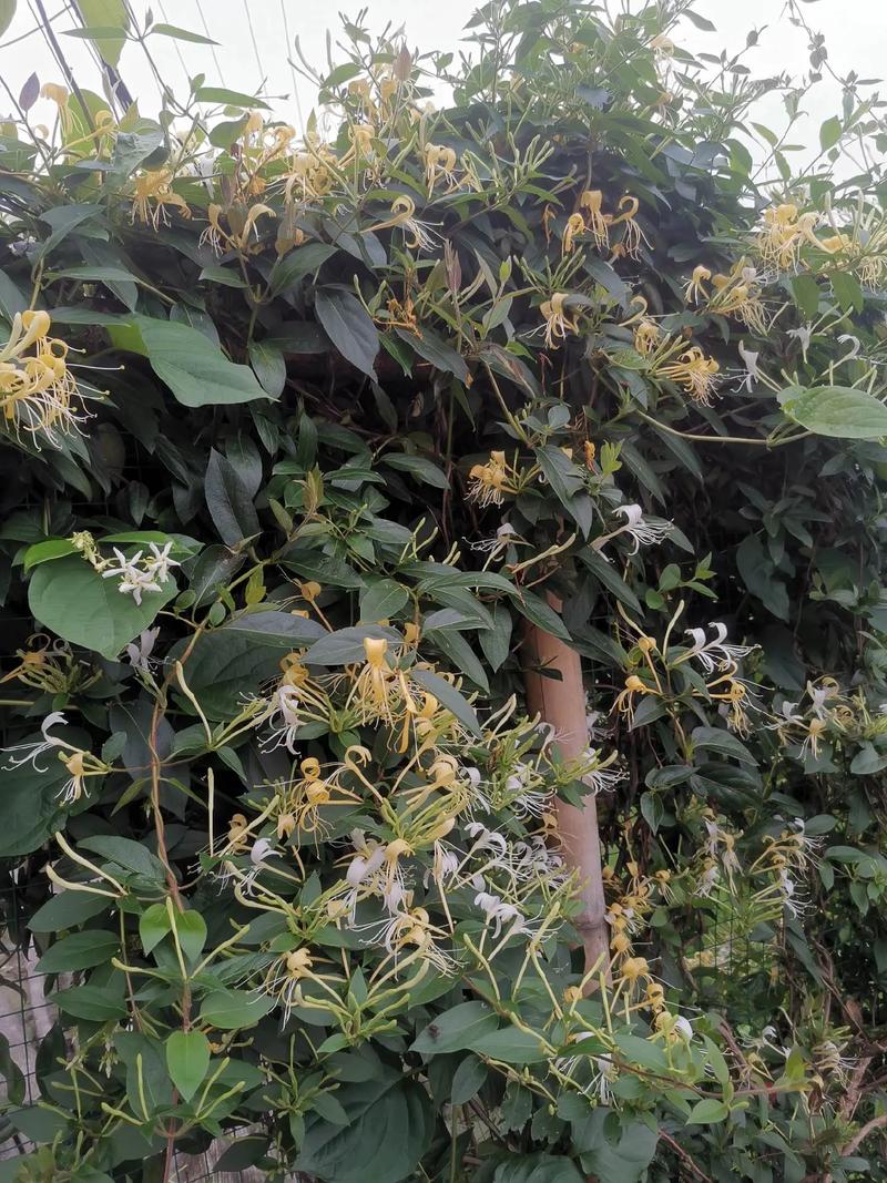 金银花在什么季节开放，金银花什么时候开放什么时候凋谢-第3张图片-优品飞百科