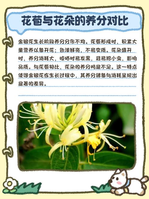 金银花在什么季节开放，金银花什么时候开放什么时候凋谢-第4张图片-优品飞百科