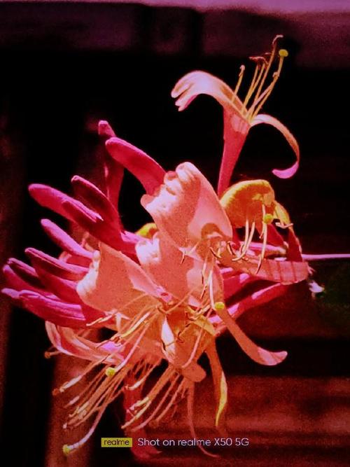 金银花在什么季节开放，金银花什么时候开放什么时候凋谢-第6张图片-优品飞百科