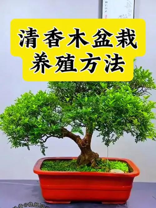盆栽清香木的养殖方法和注意事项，清香木盆景的养殖方法-第2张图片-优品飞百科