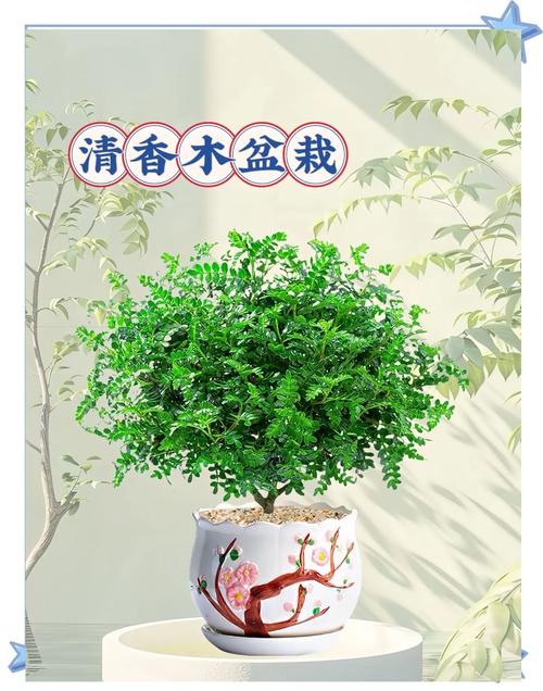 盆栽清香木的养殖方法和注意事项，清香木盆景的养殖方法-第3张图片-优品飞百科