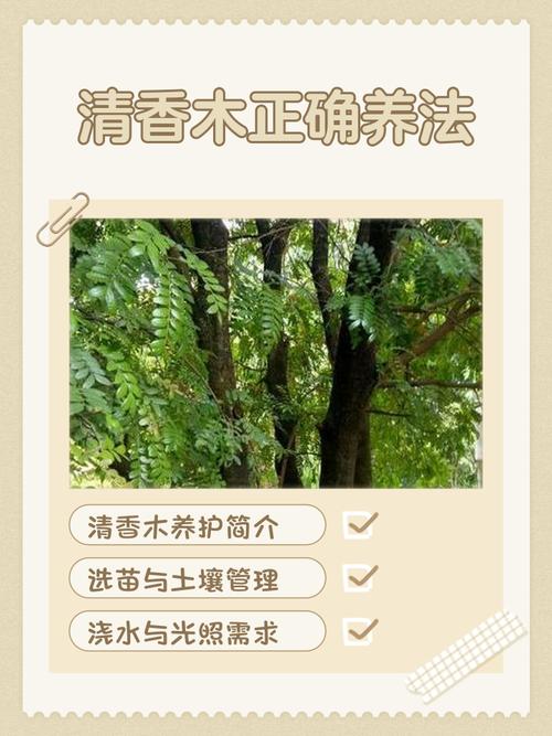 盆栽清香木的养殖方法和注意事项，清香木盆景的养殖方法-第5张图片-优品飞百科