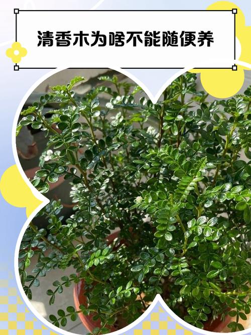 盆栽清香木的养殖方法和注意事项，清香木盆景的养殖方法-第6张图片-优品飞百科