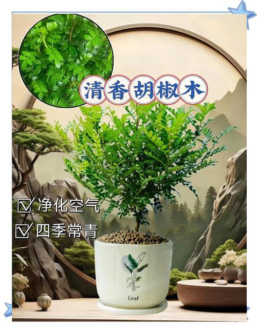 盆栽清香木的养殖方法和注意事项，清香木盆景的养殖方法-第7张图片-优品飞百科