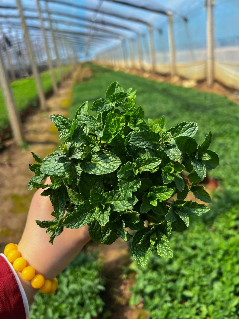 薄荷如何种植，薄荷如何种植需要什么-第2张图片-优品飞百科