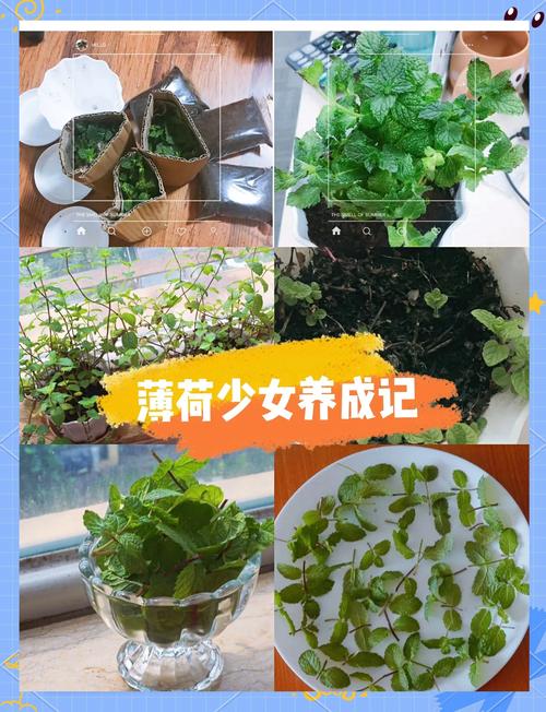 薄荷如何种植，薄荷如何种植需要什么-第3张图片-优品飞百科
