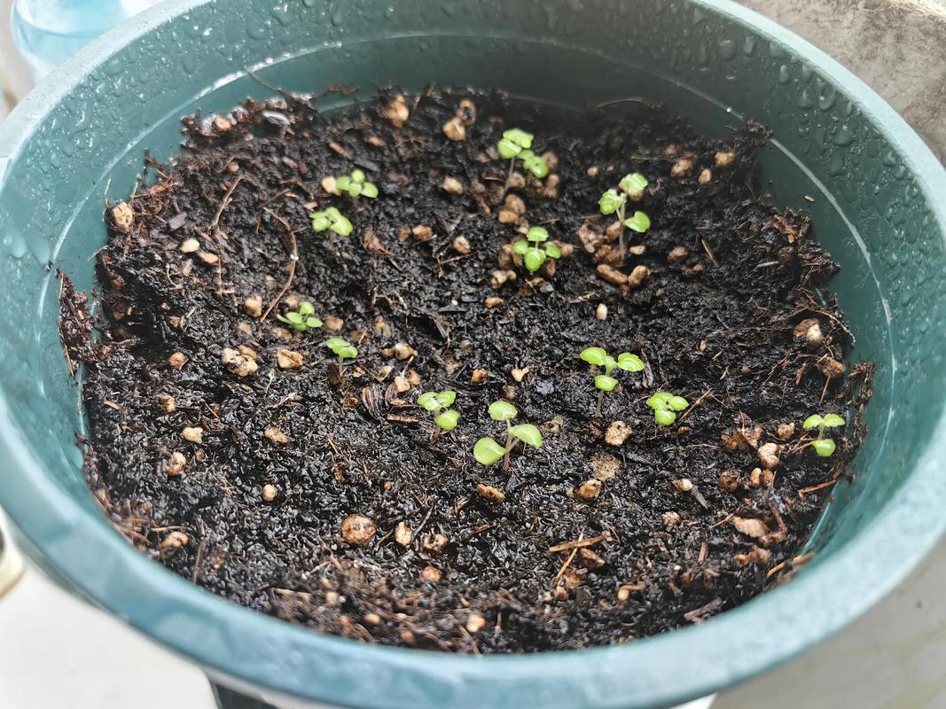 薄荷如何种植，薄荷如何种植需要什么-第4张图片-优品飞百科