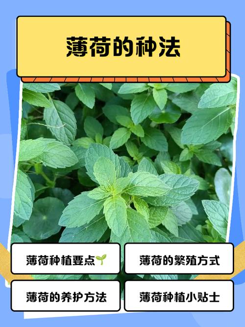 薄荷如何种植，薄荷如何种植需要什么-第5张图片-优品飞百科