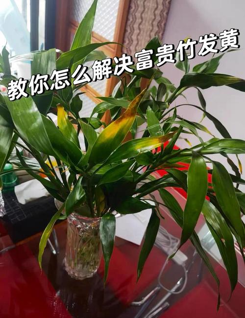 富贵竹怕冷吗,富贵竹怕冷吗冬天会冻死吗-第3张图片-优品飞百科 富贵竹怕冷吗,富贵竹怕冷吗冬天会冻死吗-第3张图片-优品飞百科