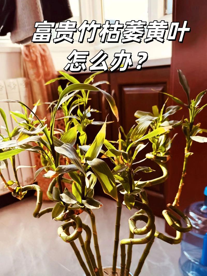 富贵竹怕冷吗,富贵竹怕冷吗冬天会冻死吗-第4张图片-优品飞百科 富贵竹怕冷吗,富贵竹怕冷吗冬天会冻死吗-第4张图片-优品飞百科