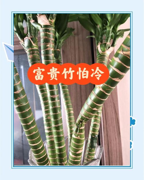 富贵竹怕冷吗,富贵竹怕冷吗冬天会冻死吗-第5张图片-优品飞百科 富贵竹怕冷吗,富贵竹怕冷吗冬天会冻死吗-第5张图片-优品飞百科