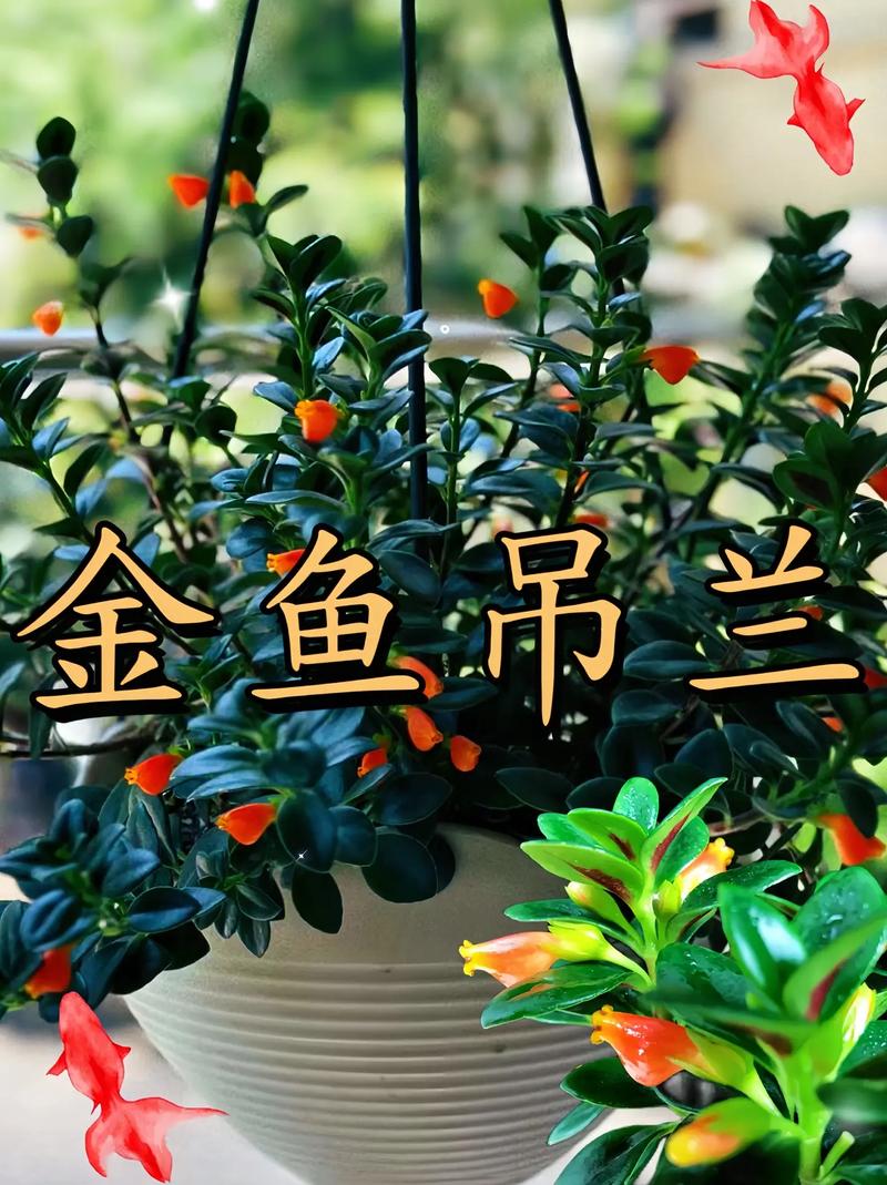 吊兰的功效，吊兰有什么作用？吊兰的作用与用途？