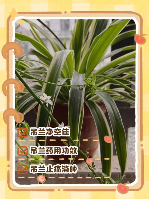 吊兰的功效,吊兰有什么作用?吊兰的作用与用途?-第4张图片-优品飞百科 吊兰的功效,吊兰有什么作用?吊兰的作用与用途?-第4张图片-优品飞百科