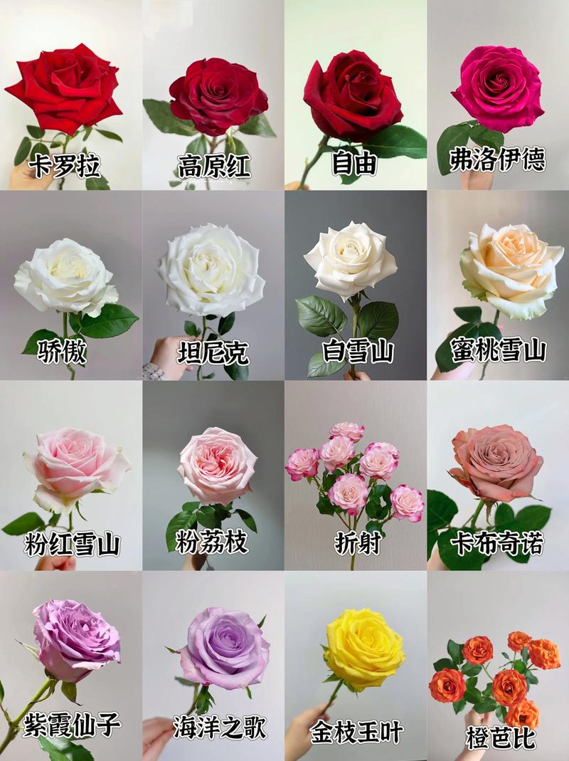 这些植物都叫玫瑰?玫瑰的植物科属?-第2张图片-优品飞百科 这些植物都叫玫瑰?玫瑰的植物科属?-第2张图片-优品飞百科