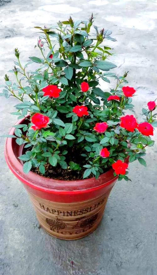 这些植物都叫玫瑰?玫瑰的植物科属?-第3张图片-优品飞百科 这些植物都叫玫瑰?玫瑰的植物科属?-第3张图片-优品飞百科