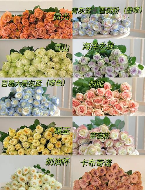 这些植物都叫玫瑰?玫瑰的植物科属?-第4张图片-优品飞百科 这些植物都叫玫瑰?玫瑰的植物科属?-第4张图片-优品飞百科