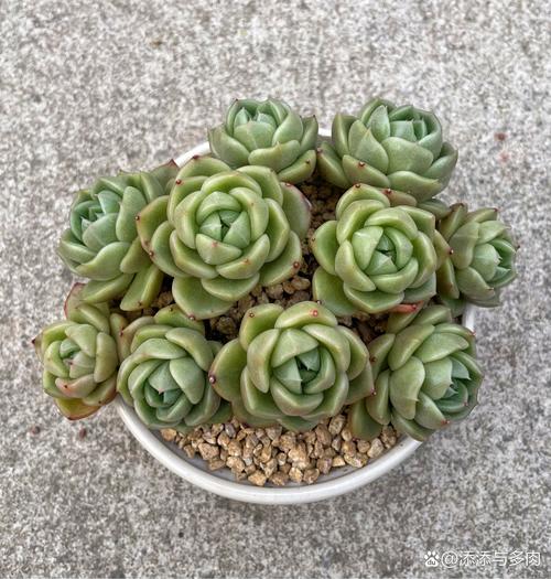 这些植物都叫玫瑰?玫瑰的植物科属?-第5张图片-优品飞百科 这些植物都叫玫瑰?玫瑰的植物科属?-第5张图片-优品飞百科