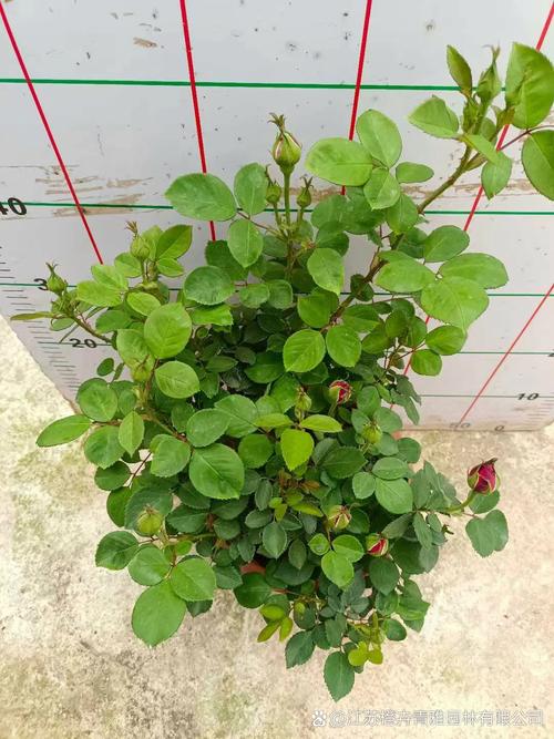 这些植物都叫玫瑰?玫瑰的植物科属?-第6张图片-优品飞百科 这些植物都叫玫瑰?玫瑰的植物科属?-第6张图片-优品飞百科