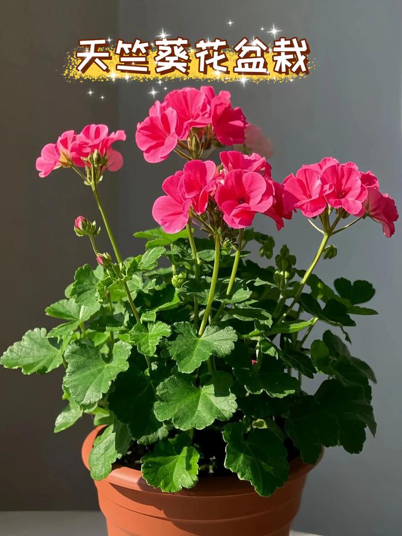 天竺葵的养殖方法和注意事项，香叶天竺葵的养殖方法和注意事项