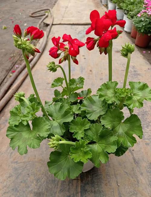 天竺葵的养殖方法和注意事项,香叶天竺葵的养殖方法和注意事项-第2张图片-优品飞百科 天竺葵的养殖方法和注意事项,香叶天竺葵的养殖方法和注意事项-第2张图片-优品飞百科