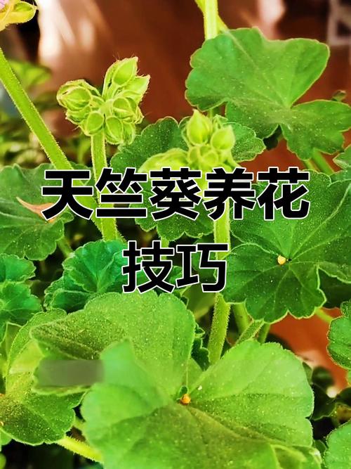 天竺葵的养殖方法和注意事项,香叶天竺葵的养殖方法和注意事项-第3张图片-优品飞百科 天竺葵的养殖方法和注意事项,香叶天竺葵的养殖方法和注意事项-第3张图片-优品飞百科