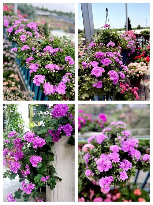 天竺葵的养殖方法和注意事项,香叶天竺葵的养殖方法和注意事项-第4张图片-优品飞百科 天竺葵的养殖方法和注意事项,香叶天竺葵的养殖方法和注意事项-第4张图片-优品飞百科