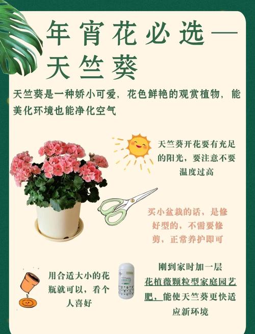 天竺葵的养殖方法和注意事项,香叶天竺葵的养殖方法和注意事项-第5张图片-优品飞百科 天竺葵的养殖方法和注意事项,香叶天竺葵的养殖方法和注意事项-第5张图片-优品飞百科