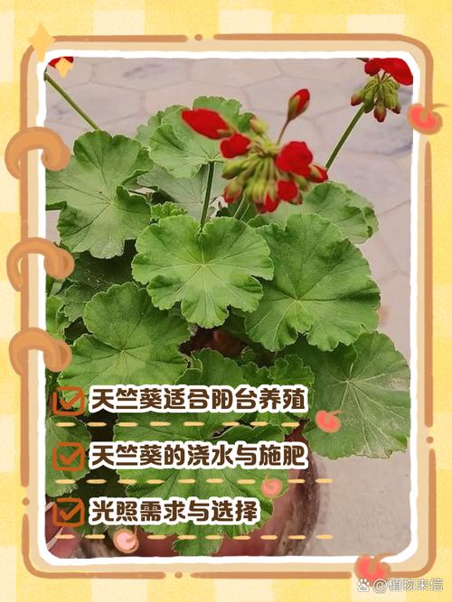 天竺葵的养殖方法和注意事项,香叶天竺葵的养殖方法和注意事项-第6张图片-优品飞百科 天竺葵的养殖方法和注意事项,香叶天竺葵的养殖方法和注意事项-第6张图片-优品飞百科