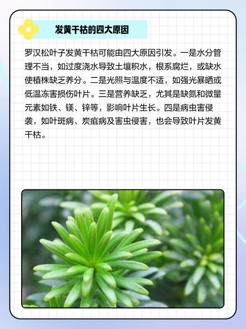 罗汉松掉叶子怎么办，罗汉松掉叶子怎么办视频？